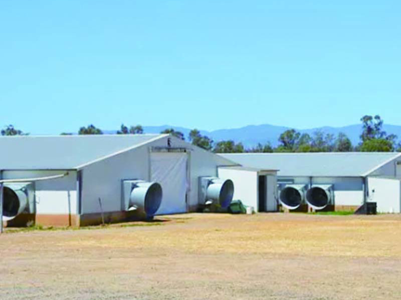 Steel Structure Building Poultry Farm house