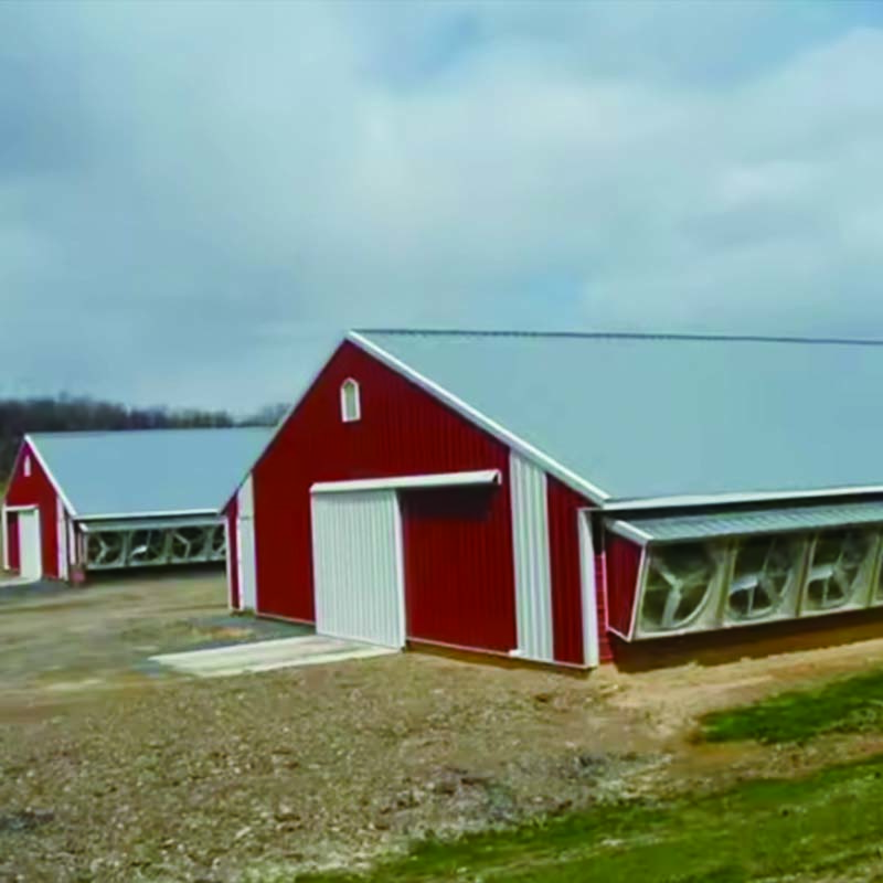 Factory direct sales broiler chicken house with right quality