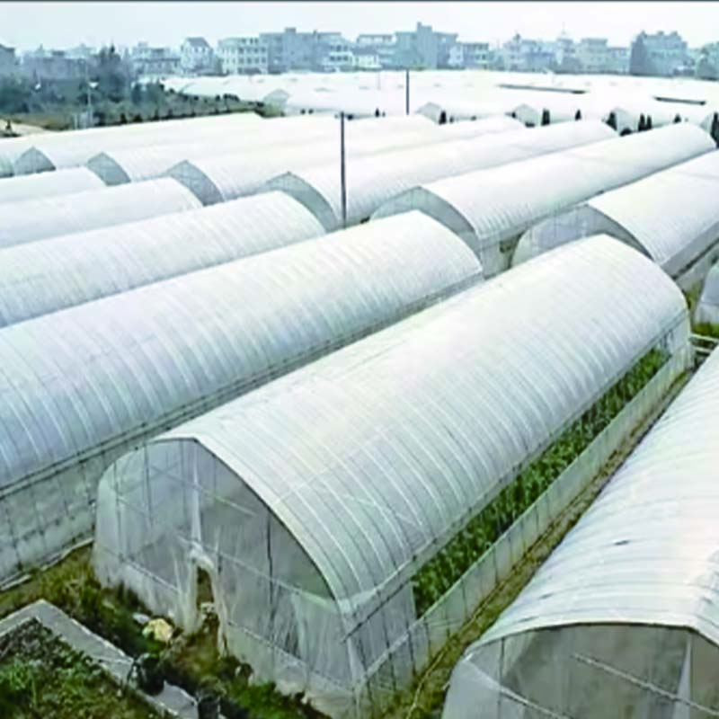 High stability green house agriculture for flowers with best quality