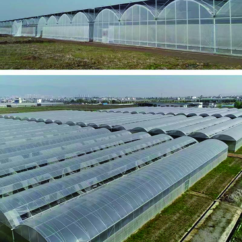 Factory direct sales green house in agriculture with best quality