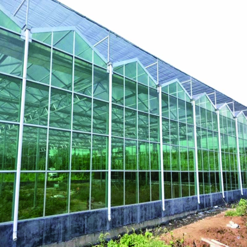 We have the advantage of sustainable greenhouse farming